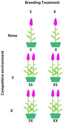 An experimental field study of inbreeding depression in an outcrossing invasive plant